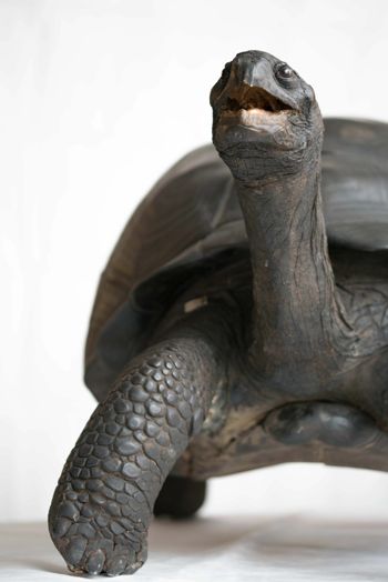 Media type: image;   Herpetology R-11088